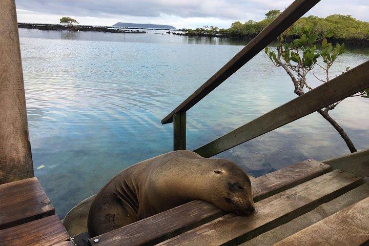 Tour de 5 dias da Ilha de Galápagos: Los Tuneles e Isabela
