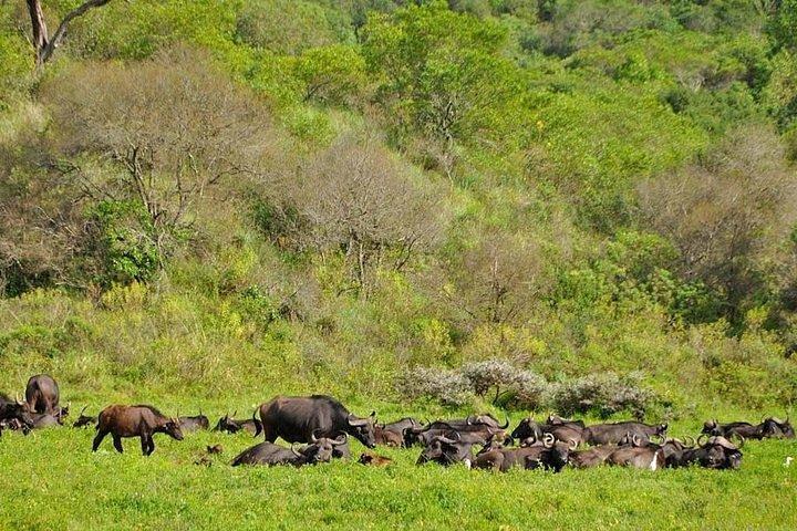 Arusha National Park rondleiding vanuit Arusha