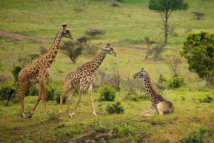 Day Tour to Maasai Mara reserve & optional maasai village visit