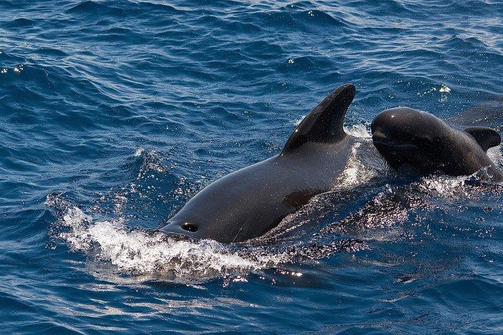 Baleias e golfinhos observando em barco exclusivo