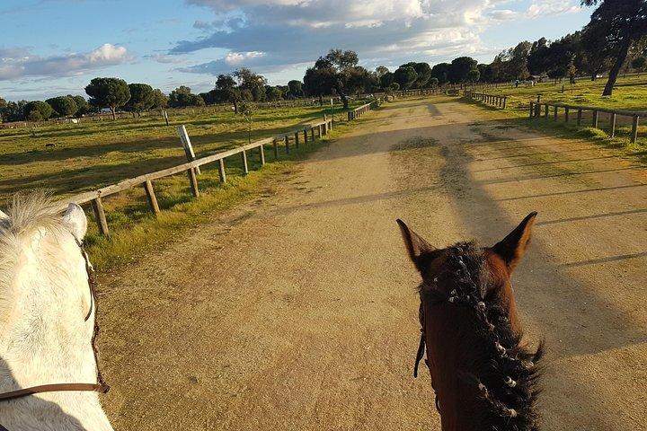 Paardrijervaring in Aljarafe, Doñana-park vanuit Sevilla