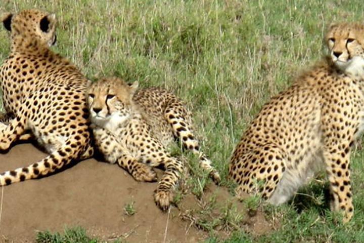 Kidepo National Park, Uganda 4-dages tur