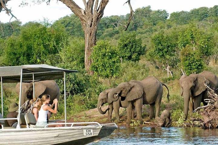Chobe Safari, Livingstone