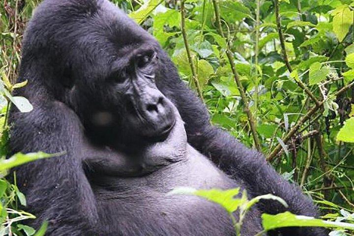 Gorilla Spårning Bwindi National Park