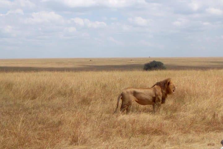 Daily departures: 3 days Masai Mara Safari+ Masai village visit