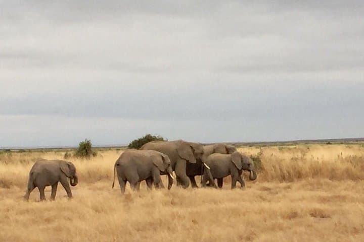 Daily departures: 3 days Masai Mara Safari+ Masai village visit