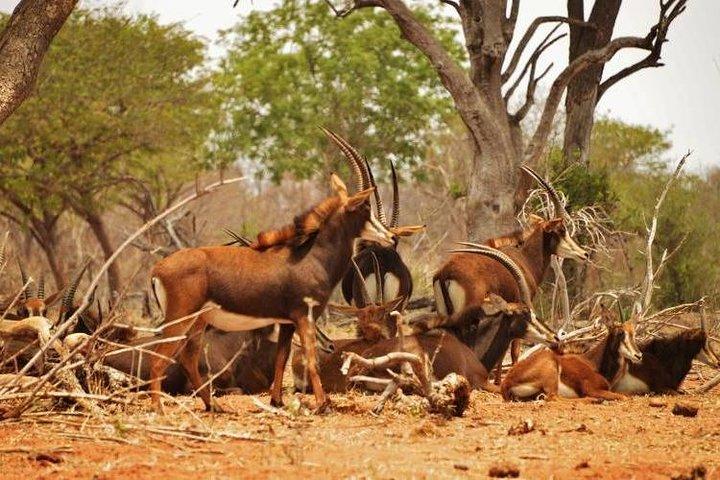 チョベ国立公園キャンピングサファリビクトリアフォールズ(1泊1泊)