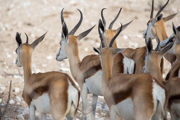 3 dages Etosha Budget Camping Safari