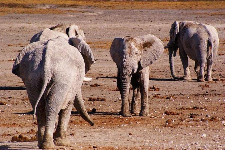 3 dages Etosha Budget Camping Safari