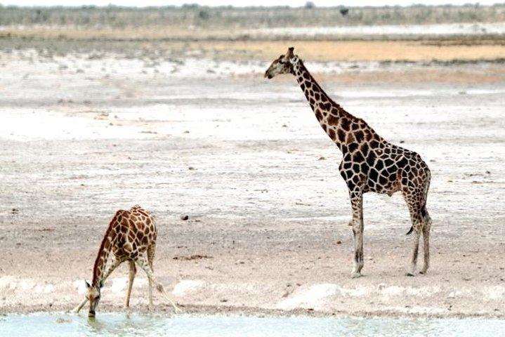 3 dages Etosha Budget Camping Safari