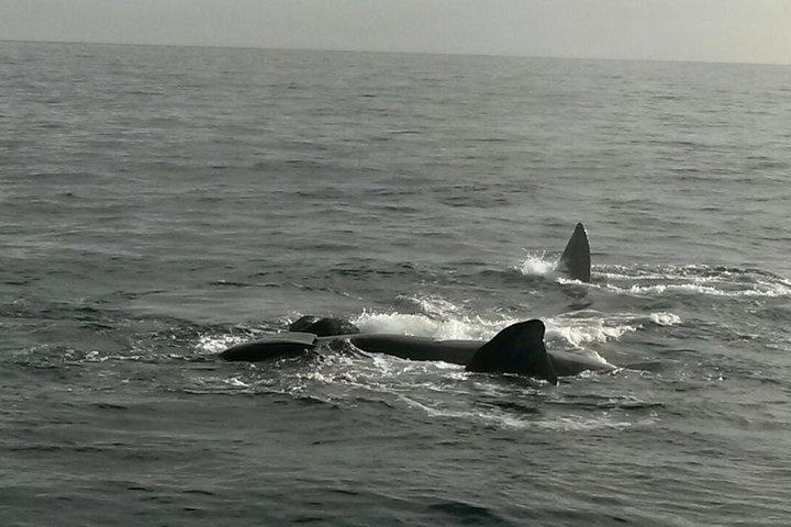 ヘルマナスからのボートベースのクジラウォッチング