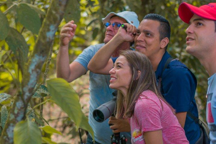 Sloth Watching Tour Oplev Costa Rica