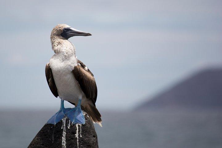 Gita di un giorno a North Seymour Island da Puerto Ayora
