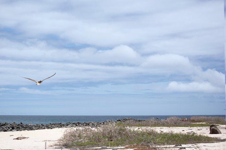 Gita di un giorno a North Seymour Island da Puerto Ayora