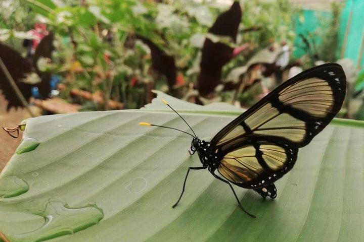 Mindo Cloud Forest - Private Tour von Quito aus - Natur, Wasserfälle und Schokolade