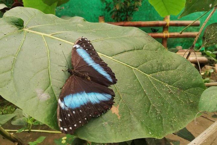 Mindo Cloud Forest - Private Tour von Quito aus - Natur, Wasserfälle und Schokolade
