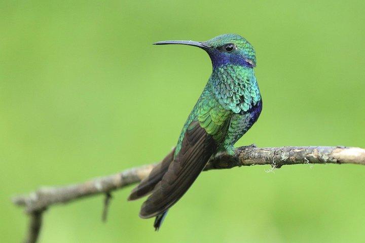 Mindo Cloud Forest - Private Tour von Quito aus - Natur, Wasserfälle und Schokolade