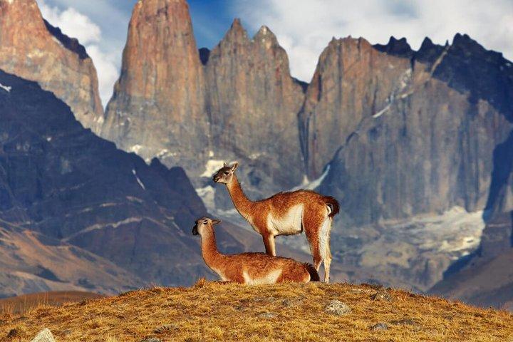 Giornata intera Torres del Paine e Milodon