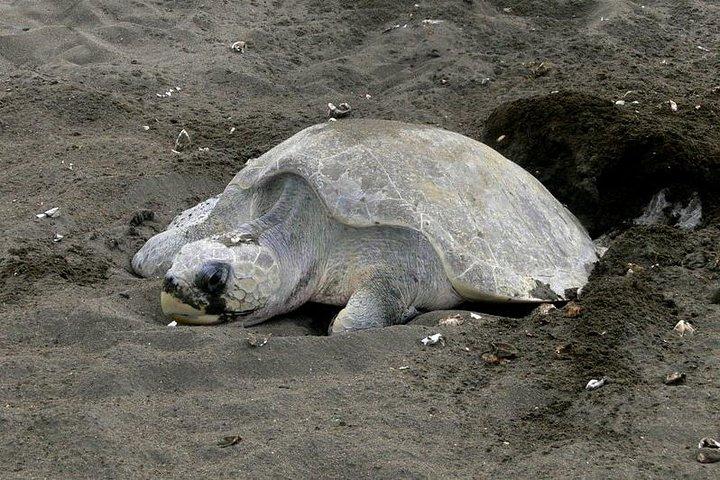 Turtles Nocturnal Observando perto de Tamarindo