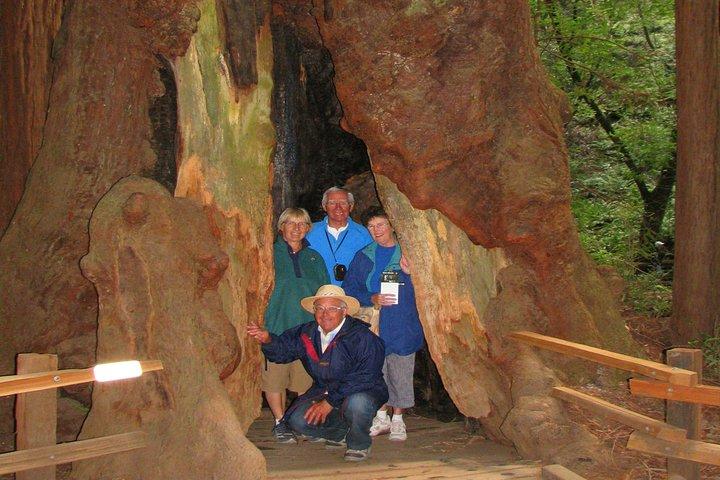 Muir Woods Forest Morning och Eftermiddag Private Tours