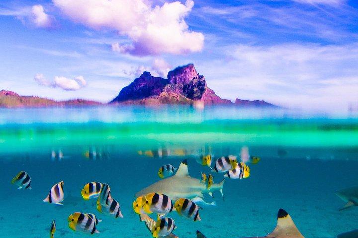 Un'intera giornata in crociera presso la Laguna di Bora Bora che include lo snorkeling con gli squali e le razze