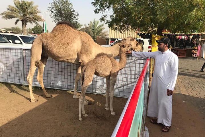Golden Dunes & Sunset Safari with BBQ, Camel Ride & Sandboarding