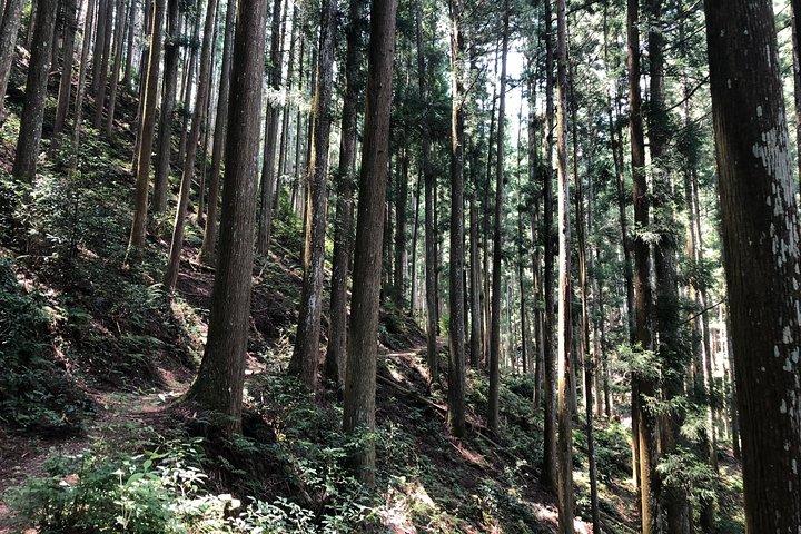 Historic and Natural Guided Hike in Yoshino