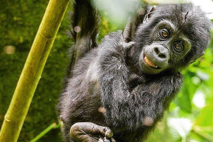 3-dages Gorilla Trekking Tour gennem Rwanda