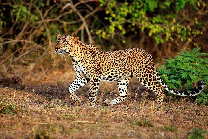 Yala Safari Private Day Trip dalle aree di Bentota e Kalutara