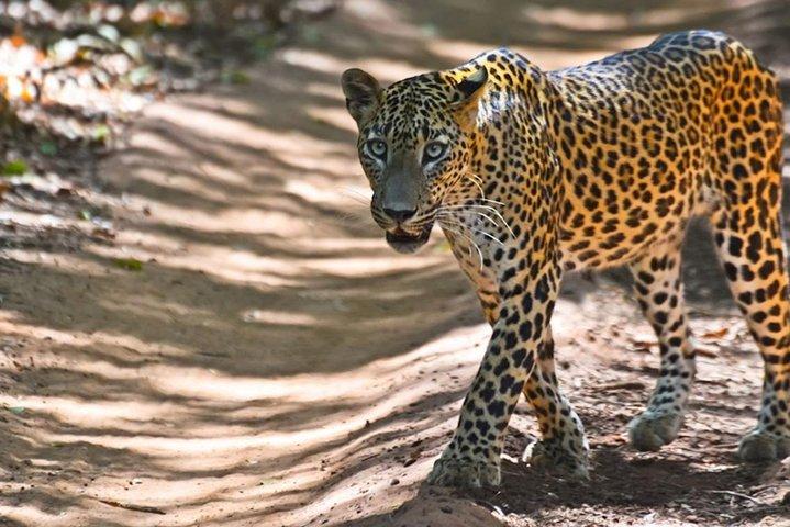 Yala Safari Private Day Trip dalle aree di Bentota e Kalutara