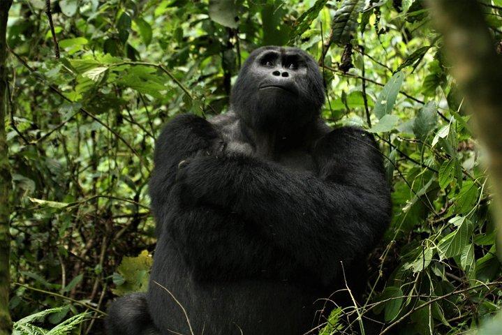 3-dages Gorilla Trekking Tour gennem Rwanda