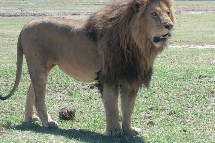 5-dages budget Camping Safari for at se stor migration