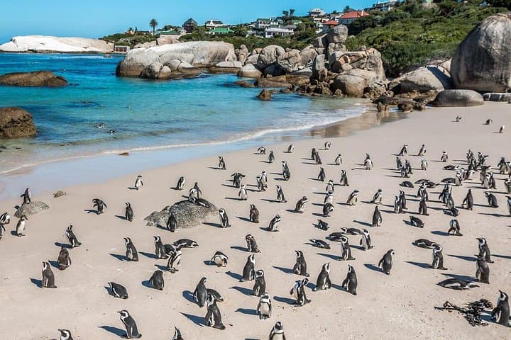 Cape Town Private Robben Island and Cape point Tour