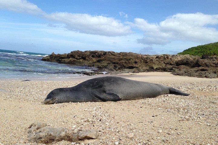 Eco-aventure amicale Aloha Island Tour
