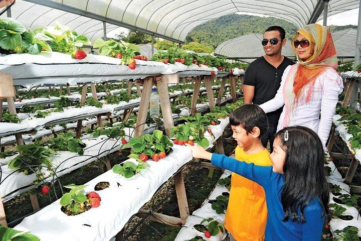 Private Cameron Highland Tagesausflug von Kuala Lumpur