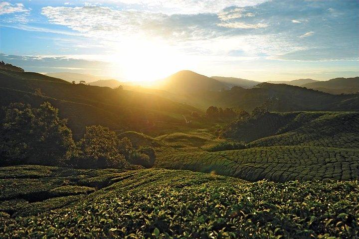 Private Cameron Highland Tagesausflug von Kuala Lumpur