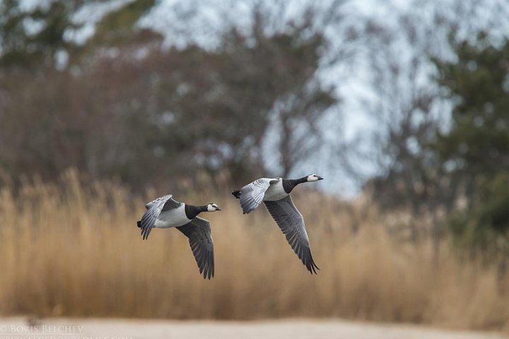 BIRDWATCH - Premium gegidste kanotocht op Cape Vente, regionaal park Nemunas Delta
