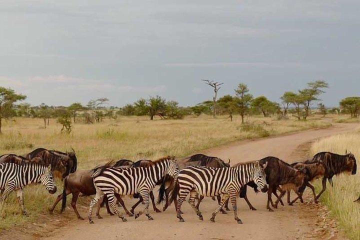 2 dagar Afrika Safari
