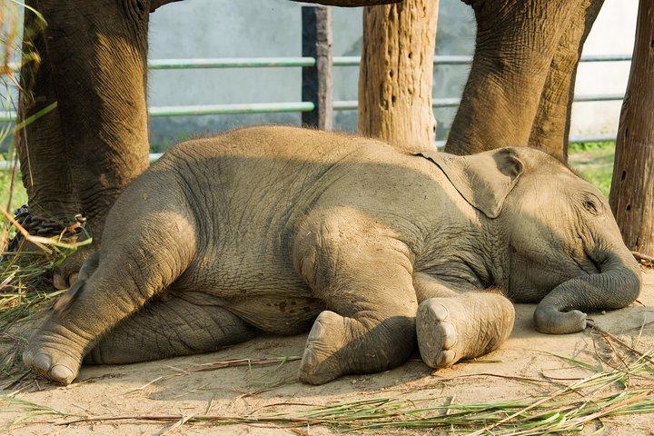 Excursión de un día a un centro de cuidado y conservación de elefantes cerca de Agra