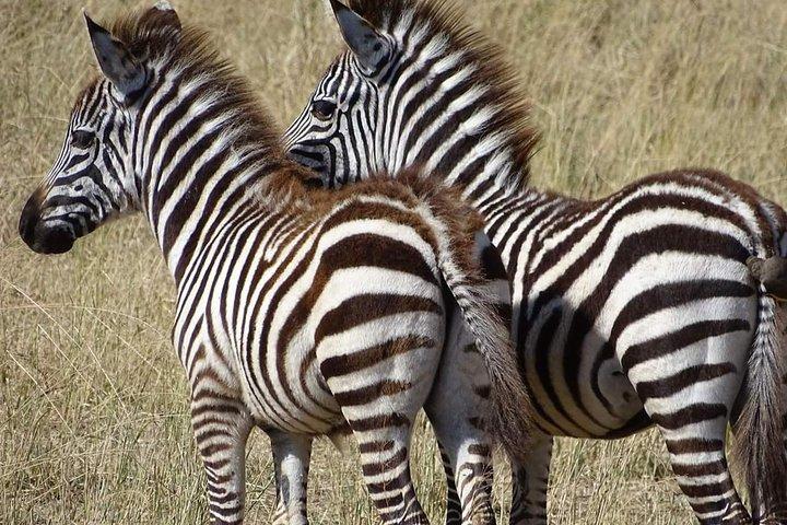 2 dagar Afrika Safari