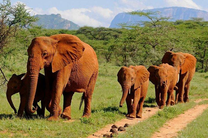 10 Tage Kenya Wildlife Private Safari und Mombasa Diani Beach Holidays