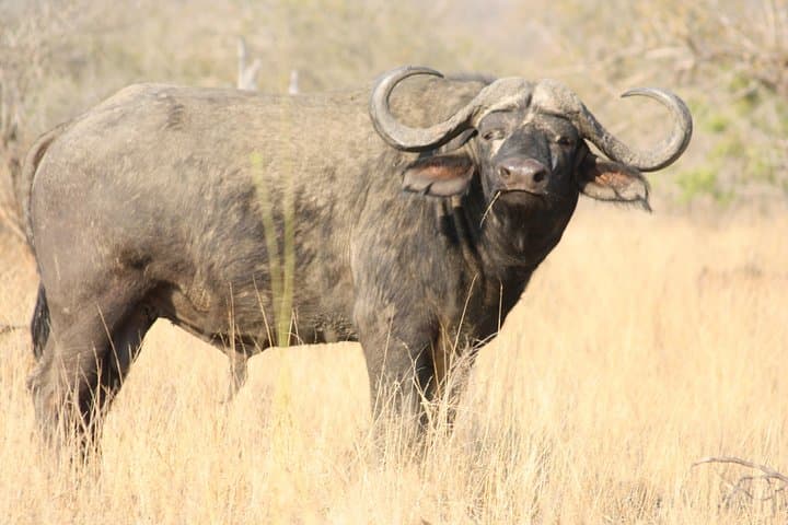 Kruger National Park Full Day Game Drive