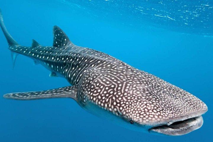 Esperienza di incontro con gli squali balena a Cancun e visita Isla Mujeres