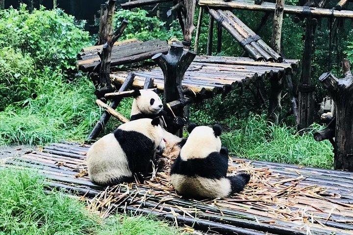 Private 2-Day Chengdu Discovery with Hotel Accommodation