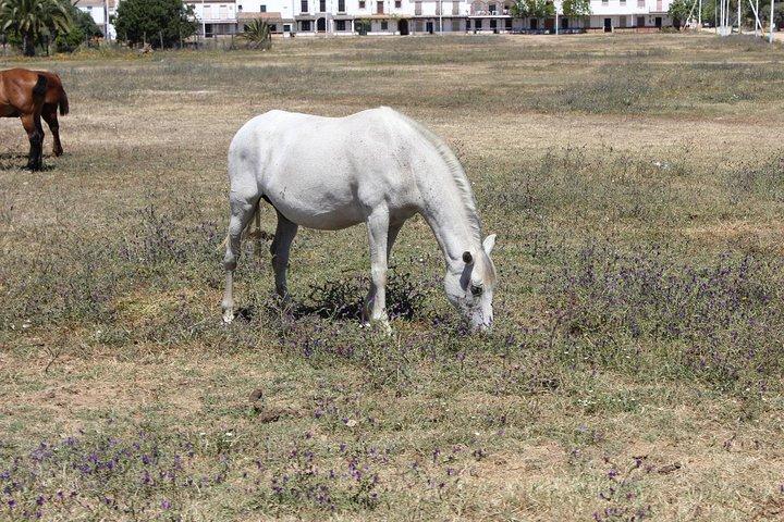 Paardrijervaring in Aljarafe, Doñana-park vanuit Sevilla