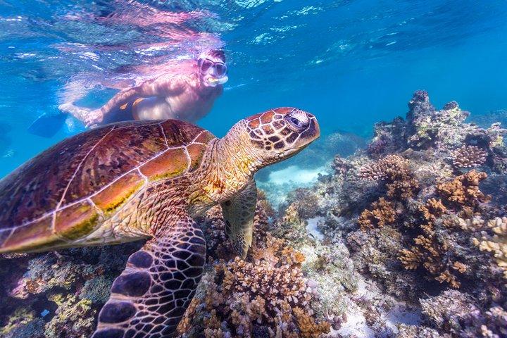 7-dages Exmouth Explorer via Pinnacle Monkey Mia Ningaloo Reef vender tilbage til Perth