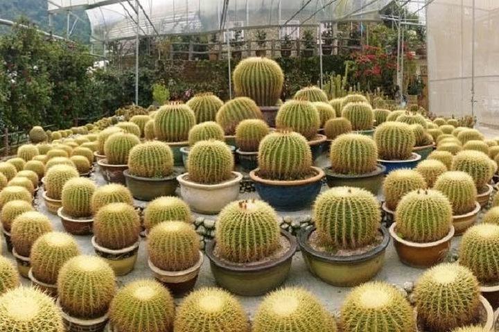 Tour di un'intera giornata alle Cameron Highlands da KL (TOUR PRIVATO)