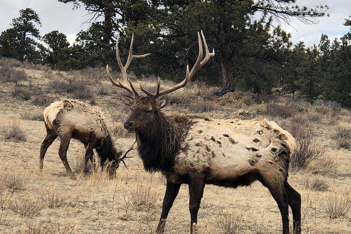 Excursion privée d'une journée de Denver à Estes Park et au parc national des Rocheuses