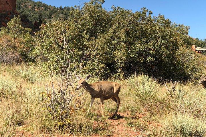 Excursão privada em Colorado Springs: Jardim dos Deuses e Pikes Peak