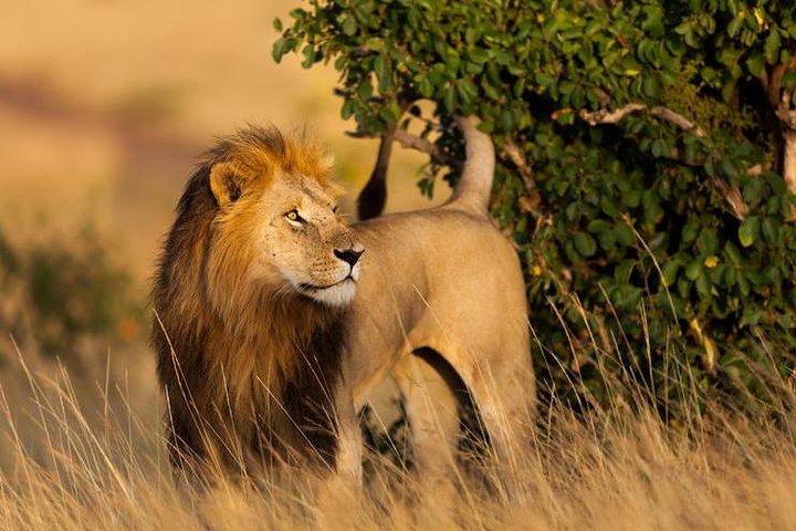 3 Jours 2 nuits Budget Safari Masai Mara